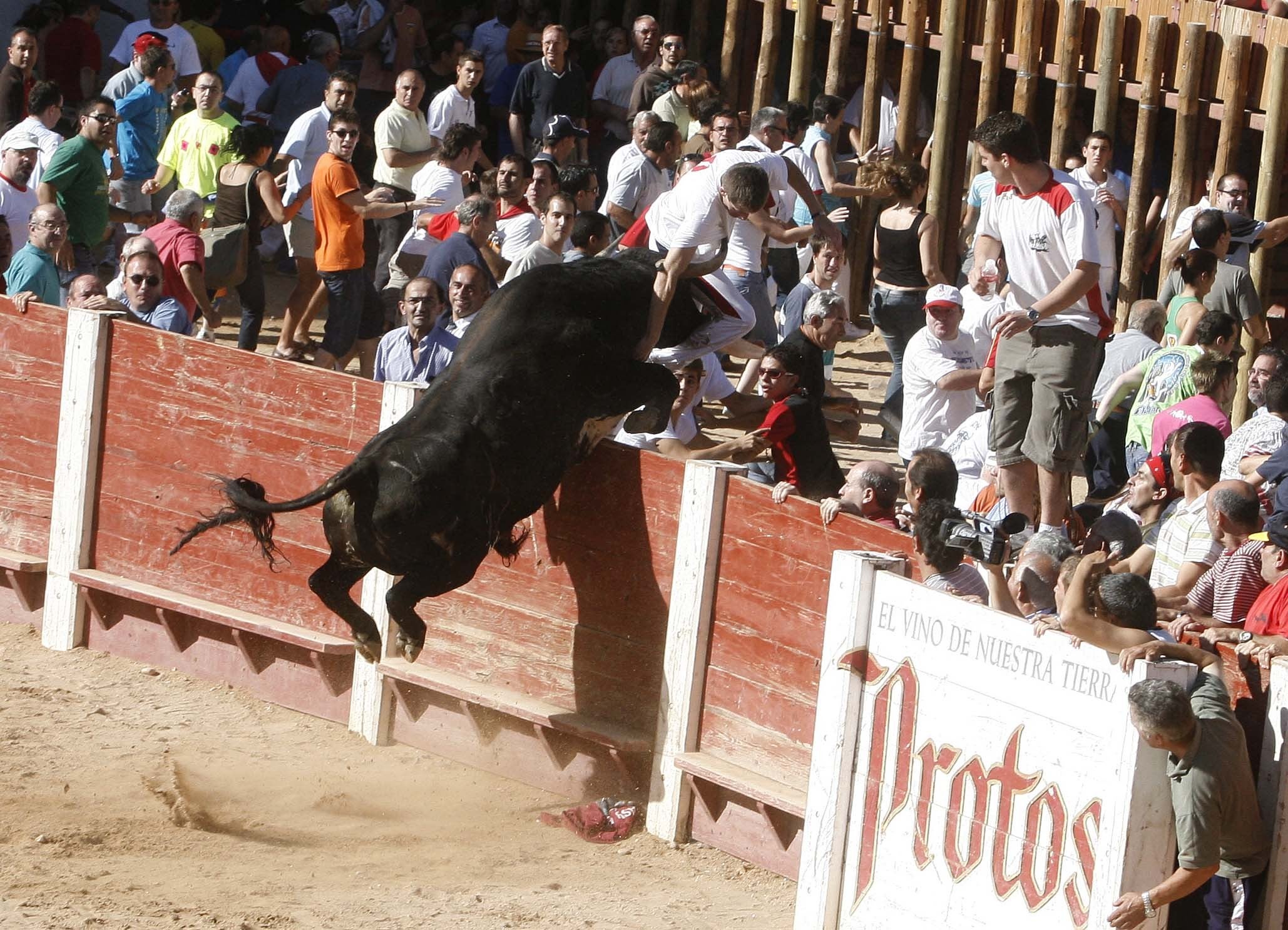 15/8/2007. Uno de los toros salta al callejón en su embestida durante la capea de Peñafiel