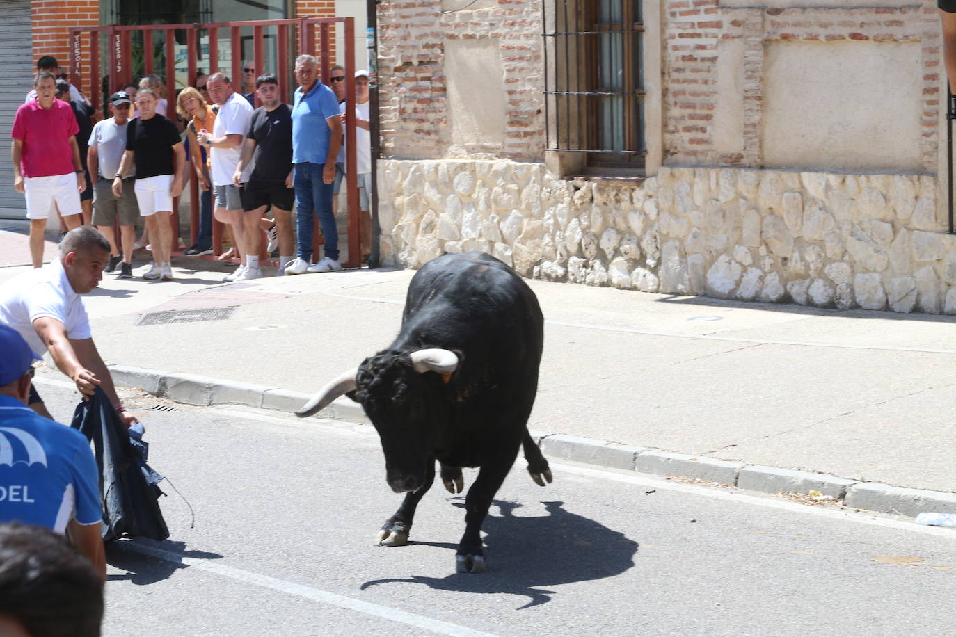 Las imágenes del toro de cajón en La Seca