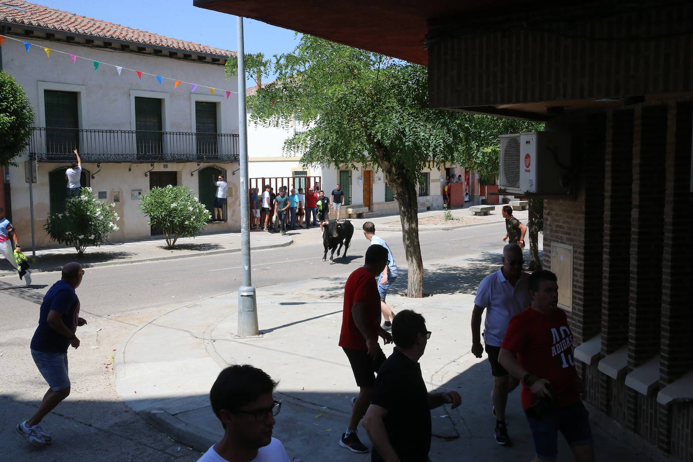 Las imágenes del toro de cajón en La Seca