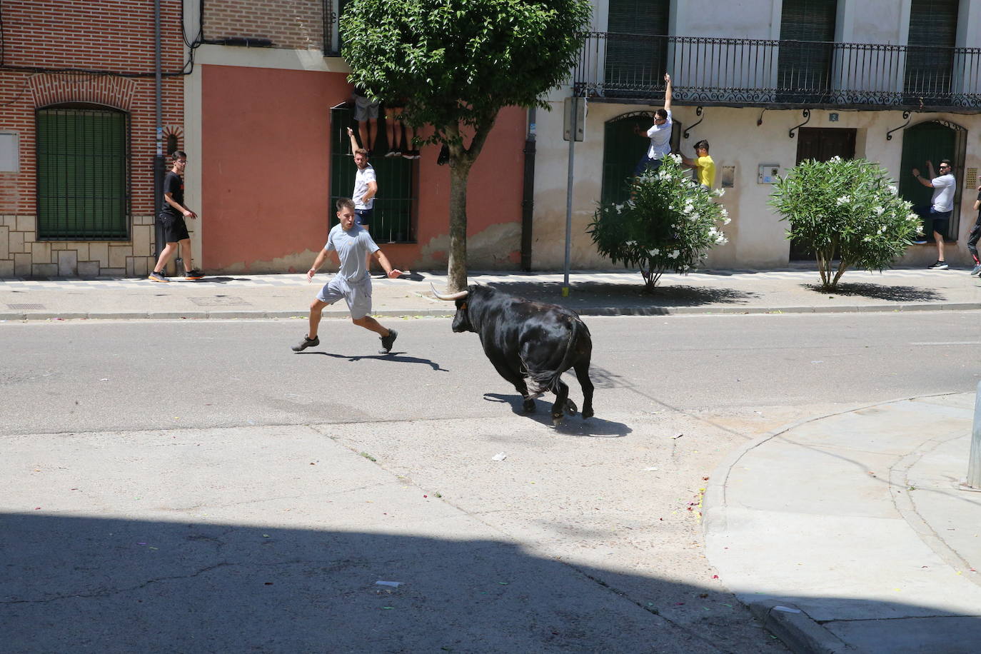 Las imágenes del toro de cajón en La Seca