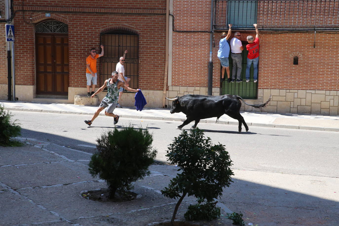 Las imágenes del toro de cajón en La Seca