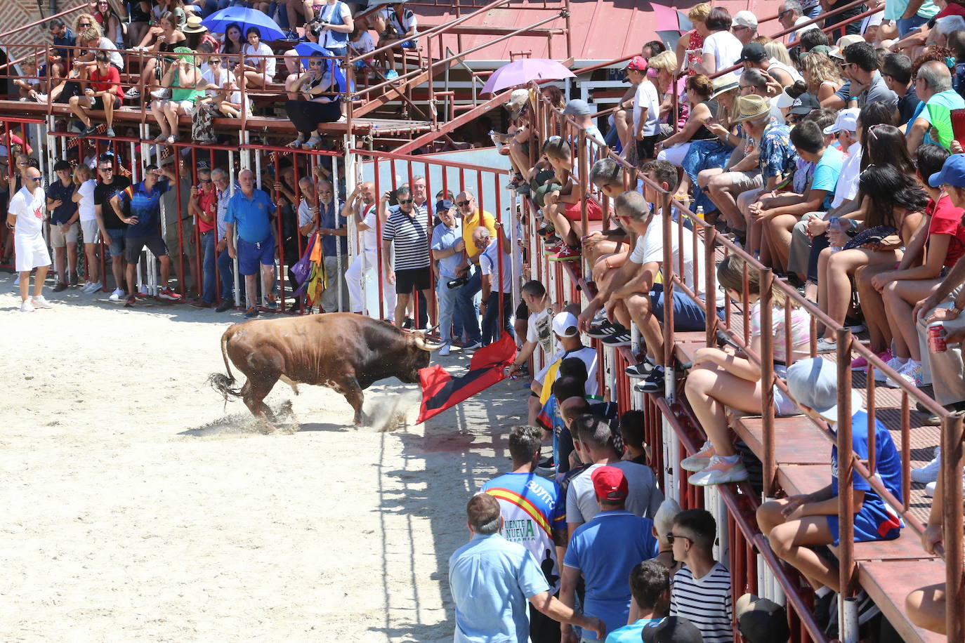 Las imágenes del toro de cajón en La Seca