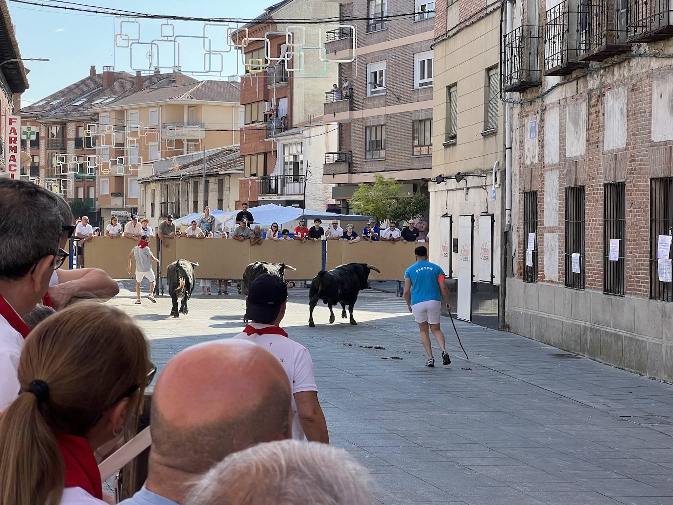 Encierro del domingo por la mañana en las fiestas de Íscar