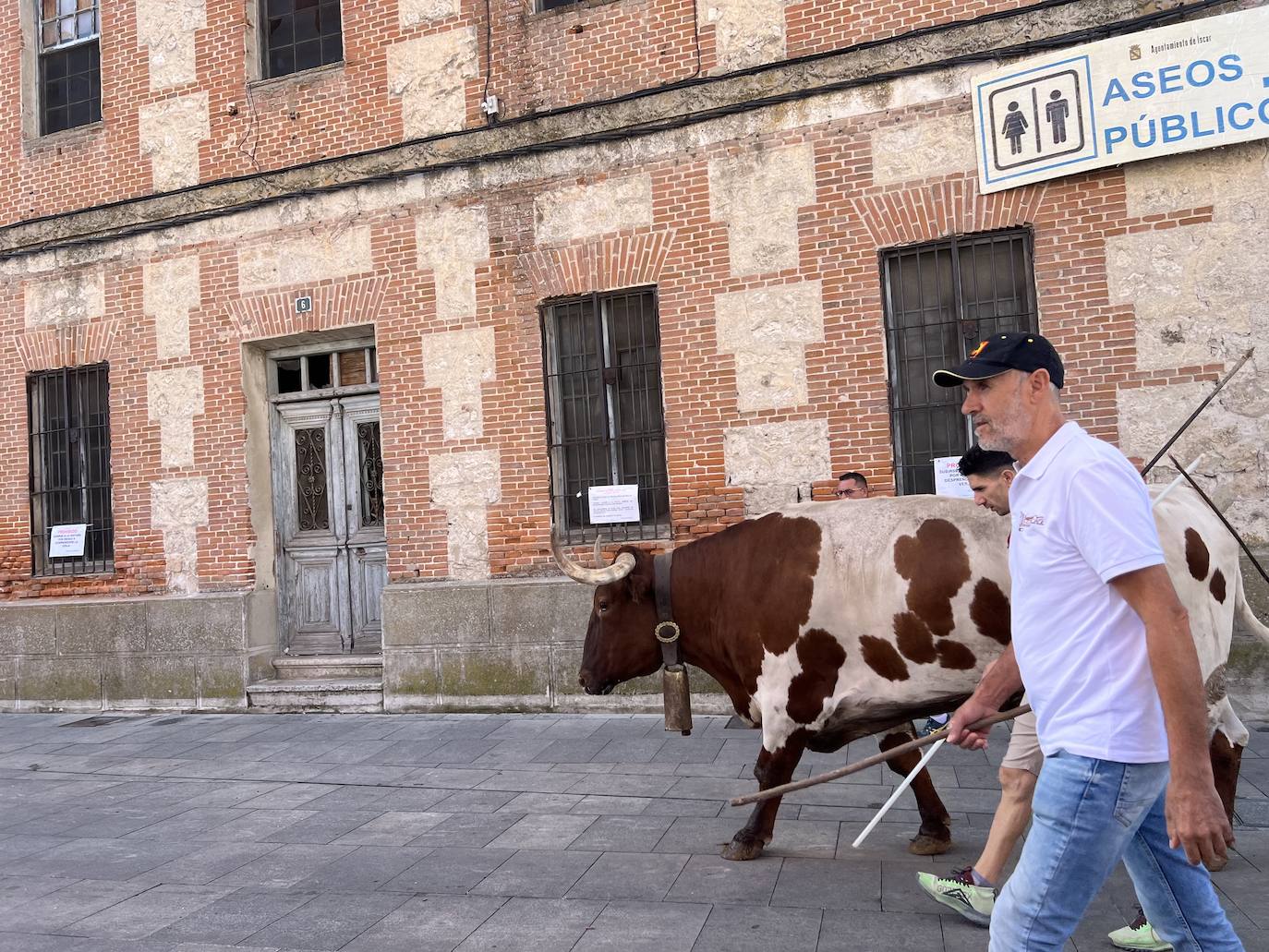 Encierro del domingo por la mañana en las fiestas de Íscar