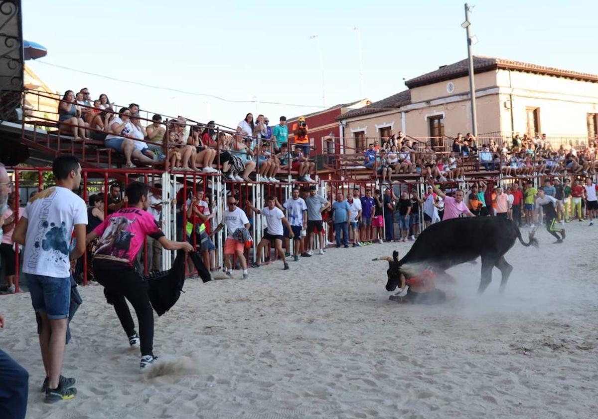 La vaca prende al joven que resultó herido leve.