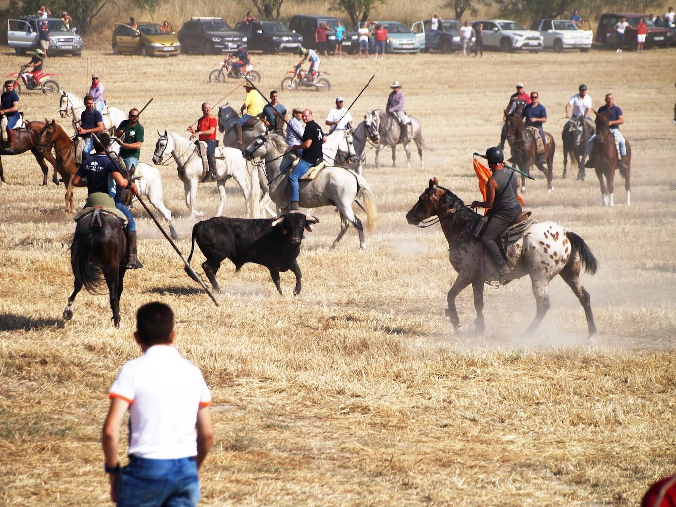 El encierro campero en Íscar, en imágenes