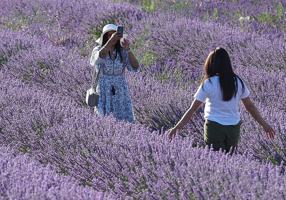Dos turistas hacen una foto en un campo de lavandas de Tiedra.