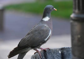 Un ejemplar de paloma torcaz en una fuente de la plaza de San Juan.