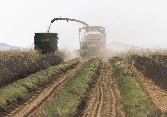 Recolección de la lavanda de Aromáticos del Duero en el término municipal de Tiedra.