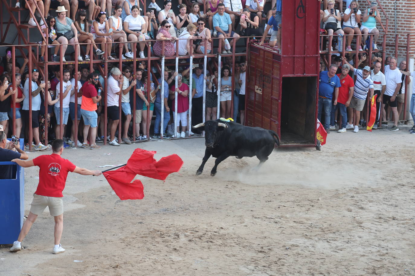 Los festejos taurinos de Castrejón de Trabancos, en imágenes