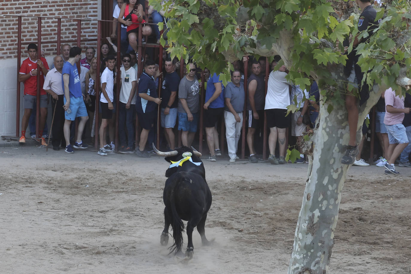 Los festejos taurinos de Castrejón de Trabancos, en imágenes