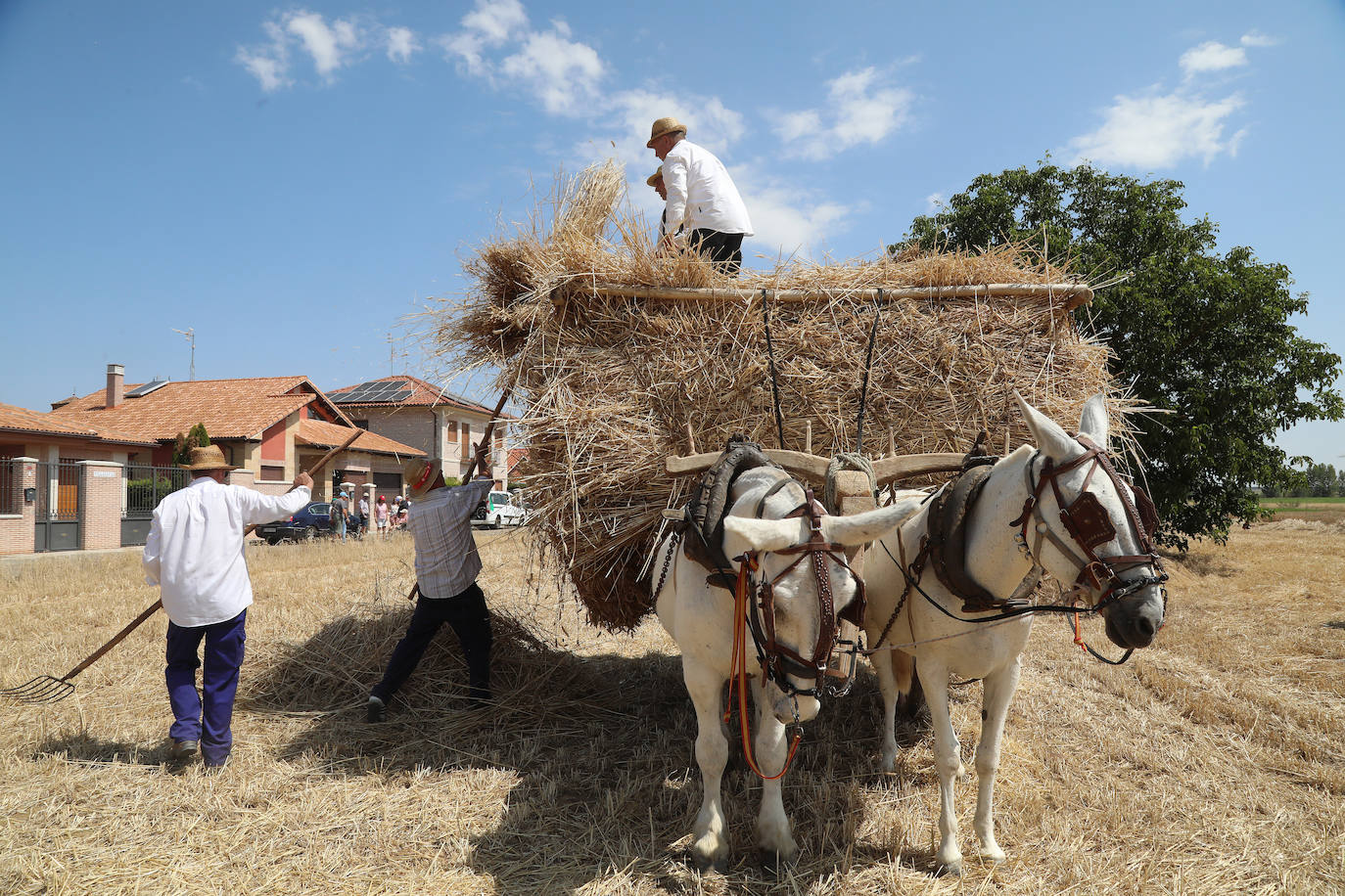 La Fiesta de la Trilla honra la vida de antes en Castrillo de Villavega