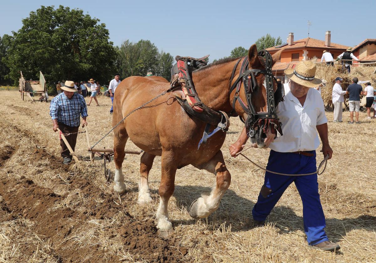 Vecinos y visitantes observan cómo se labraba antes la tierra, este sábado en la Fiesta de la Trilla.