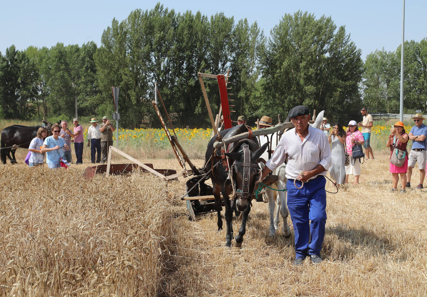 La Fiesta de la Trilla honra la vida de antes en Castrillo de Villavega