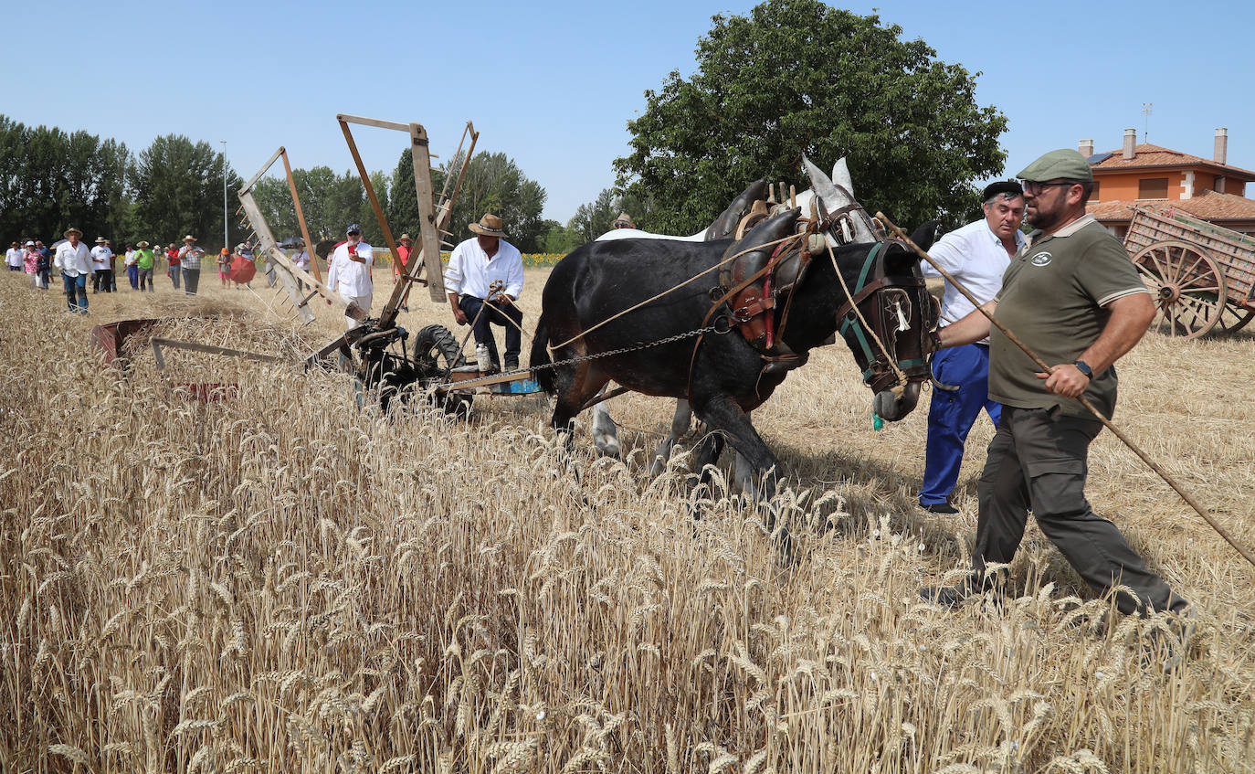 La Fiesta de la Trilla honra la vida de antes en Castrillo de Villavega