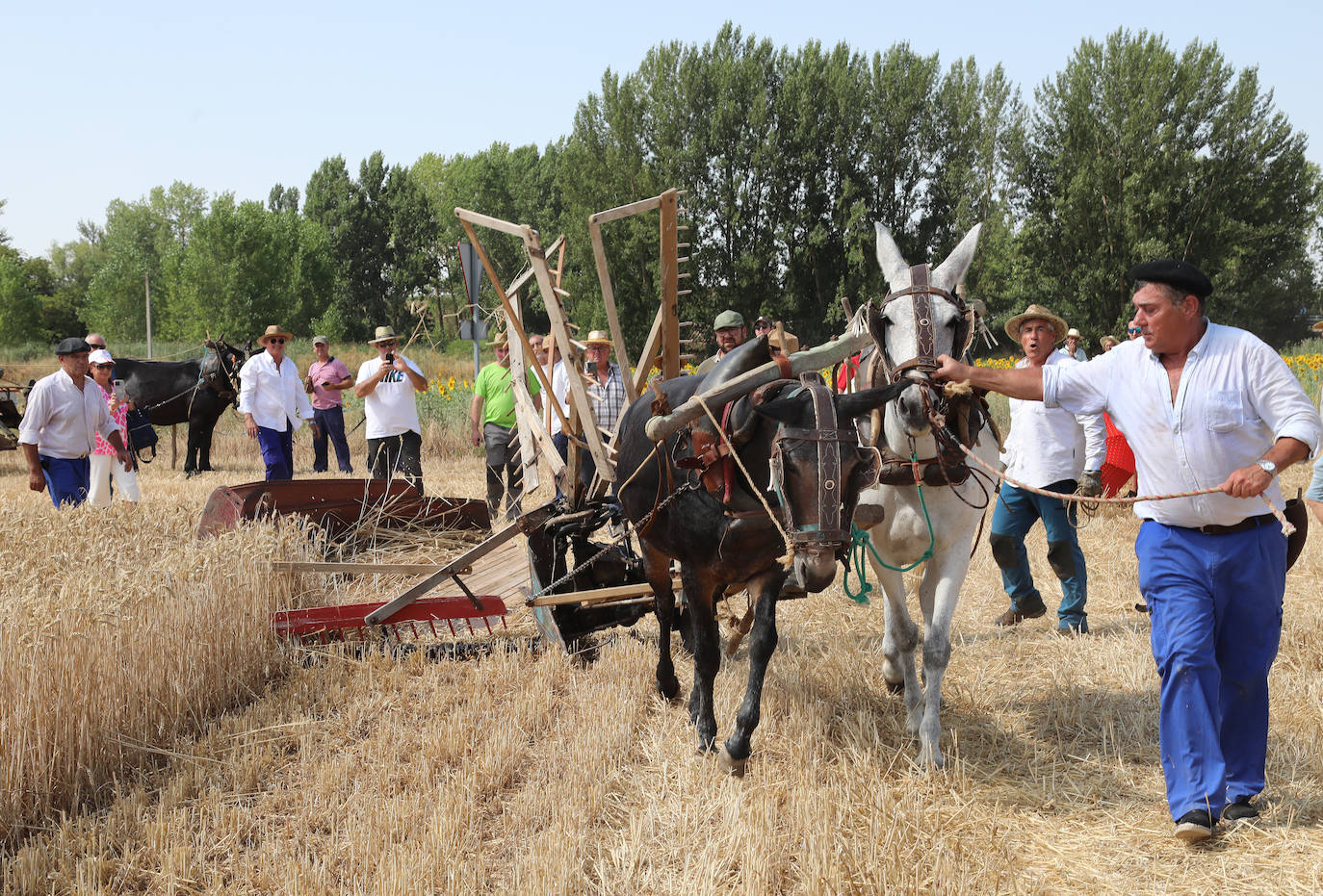 La Fiesta de la Trilla honra la vida de antes en Castrillo de Villavega