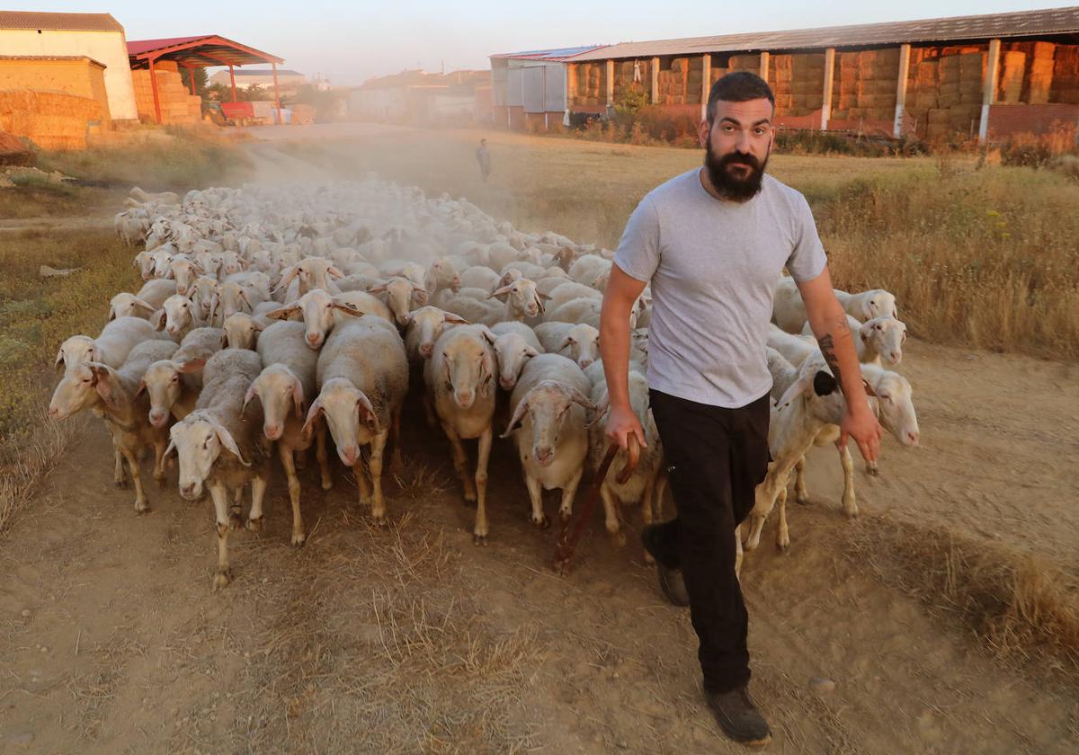 José Luis de Mingo, con las ovejas en Villaprovedo.