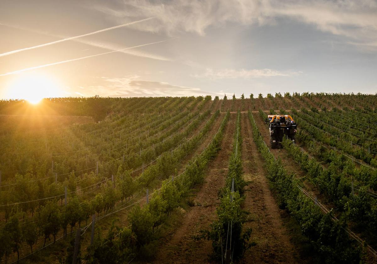 La vendimia regresa a su cauce habitual de septiembre aunque el calor mermará la producción