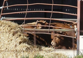 Vacas en una explotación ganadera de la provincia de Segovia.