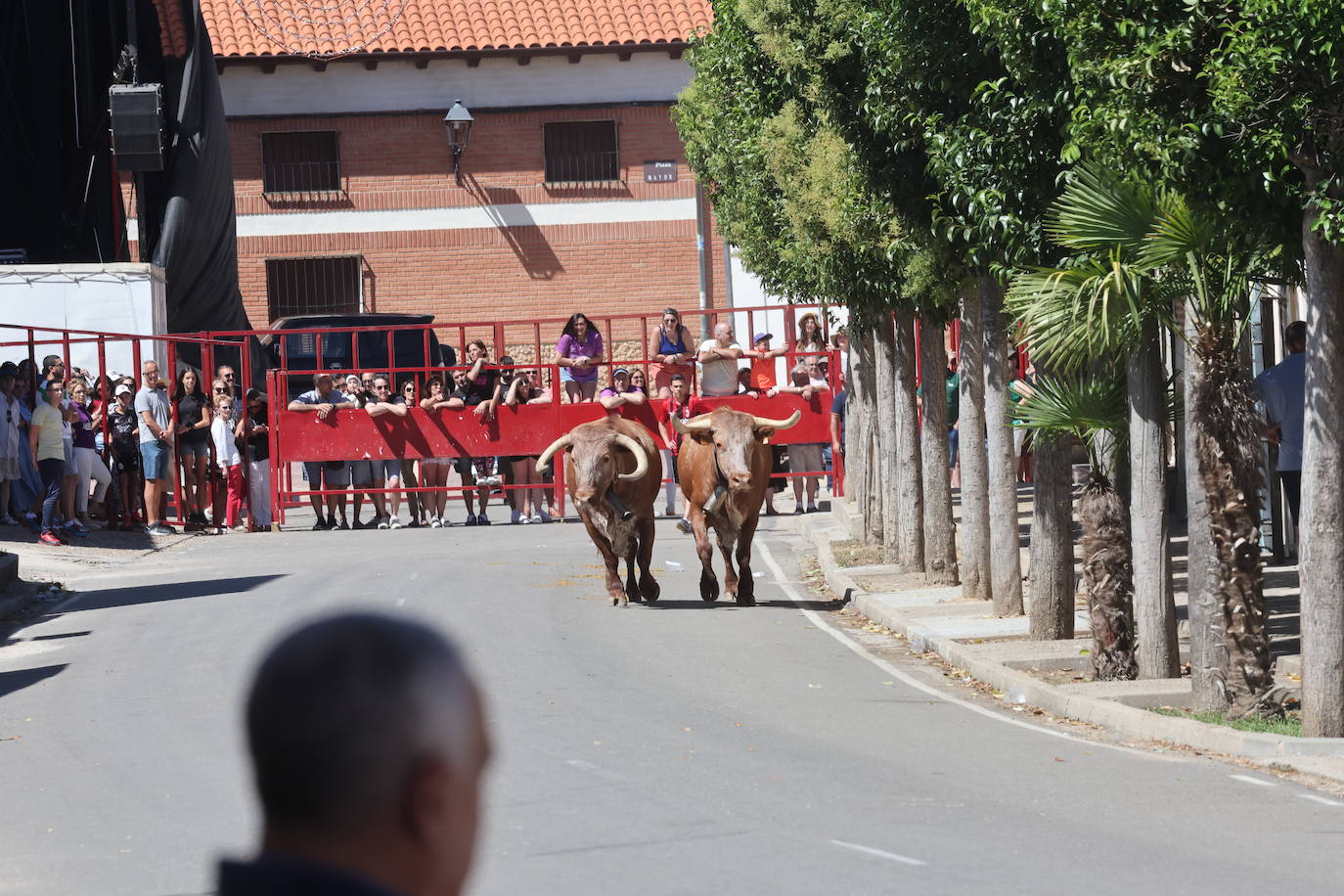 El encierro del Toro de la Bazanca, en imágenes