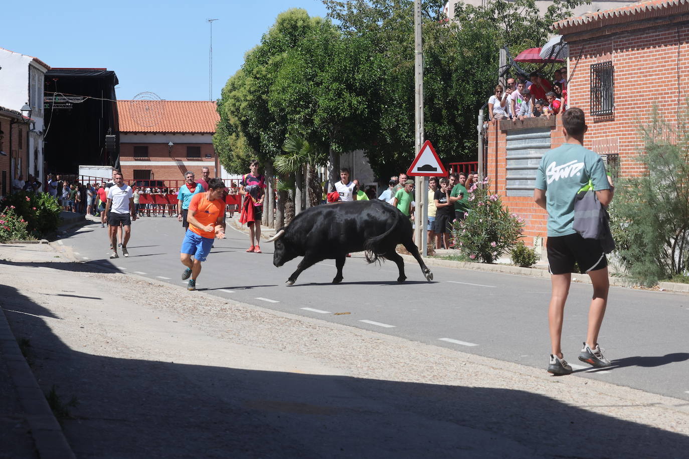 El encierro del Toro de la Bazanca, en imágenes