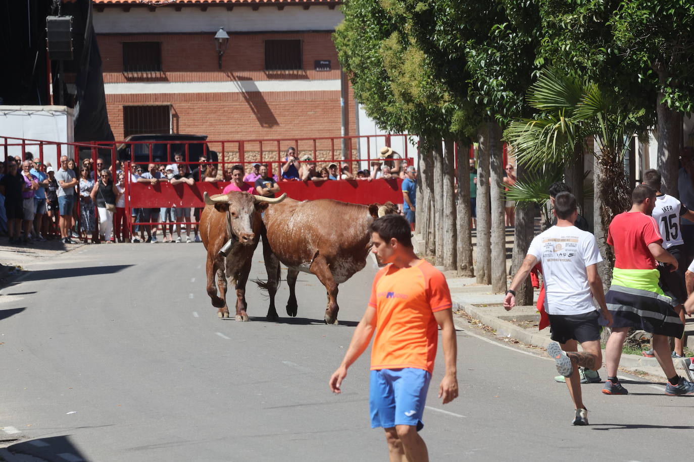 El encierro del Toro de la Bazanca, en imágenes