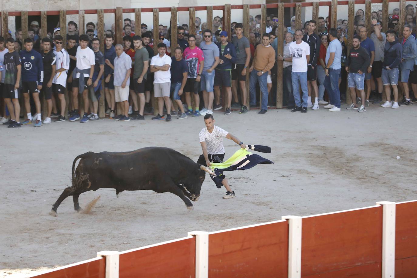 El primer encierro y la capea de Peñafiel, en imágenes