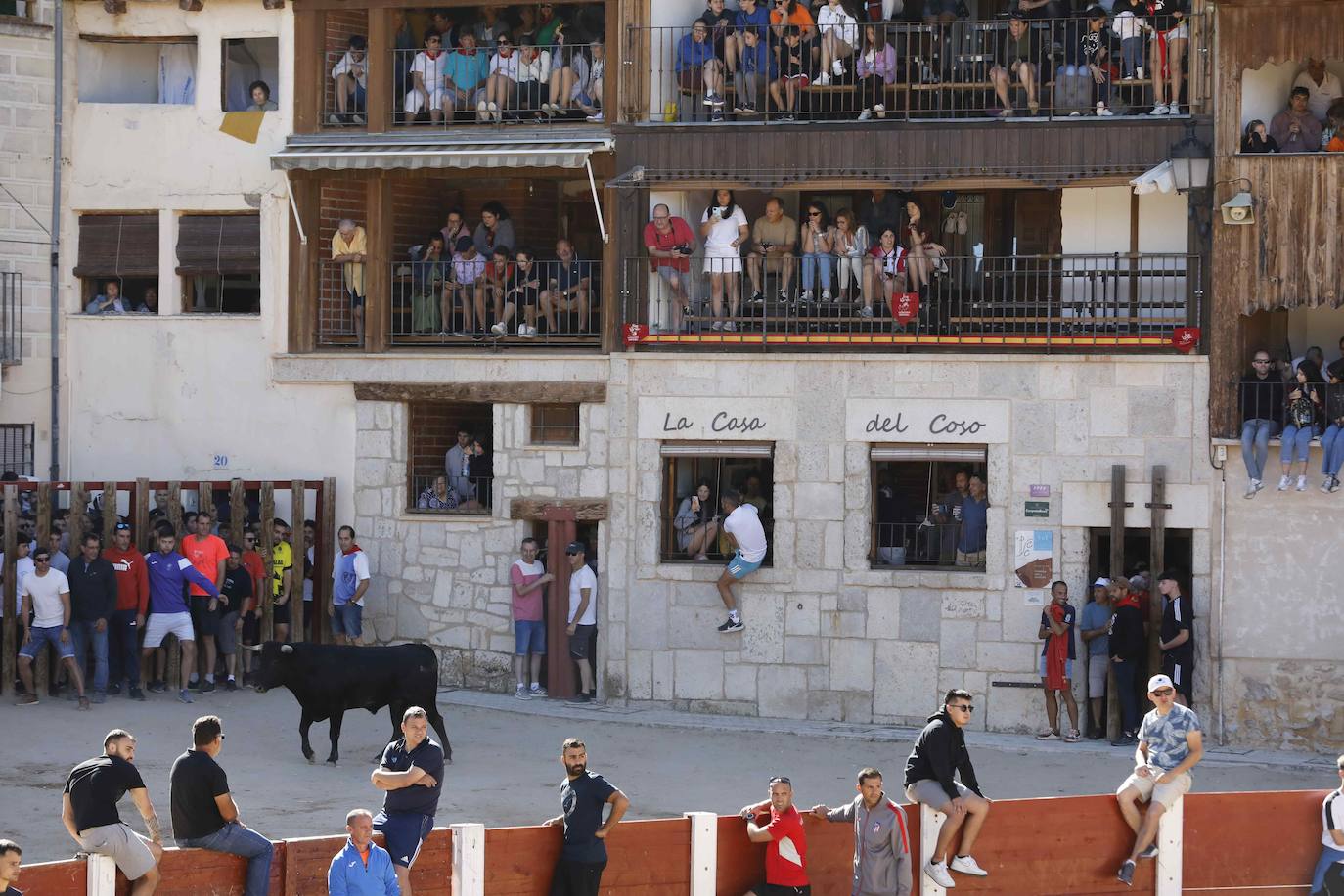 El primer encierro y la capea de Peñafiel, en imágenes