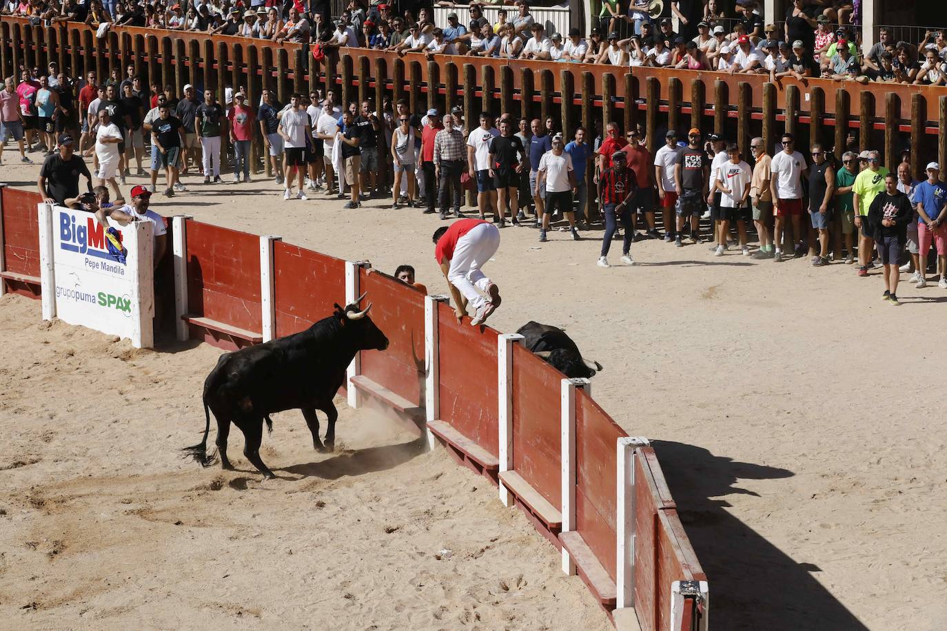 El primer encierro y la capea de Peñafiel, en imágenes