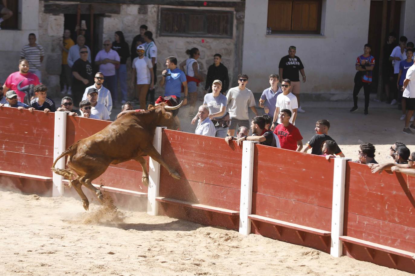 El primer encierro y la capea de Peñafiel, en imágenes