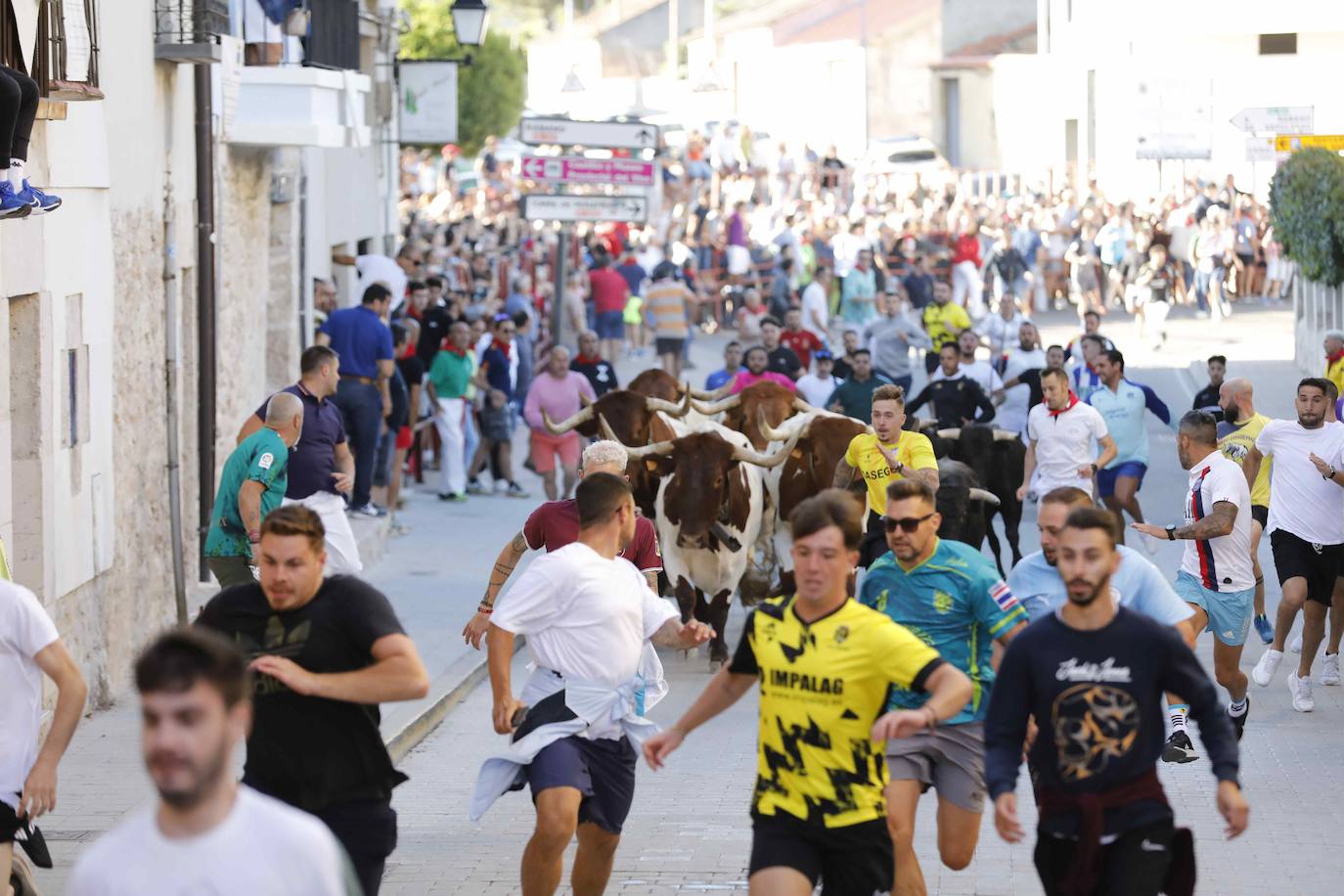 El primer encierro y la capea de Peñafiel, en imágenes