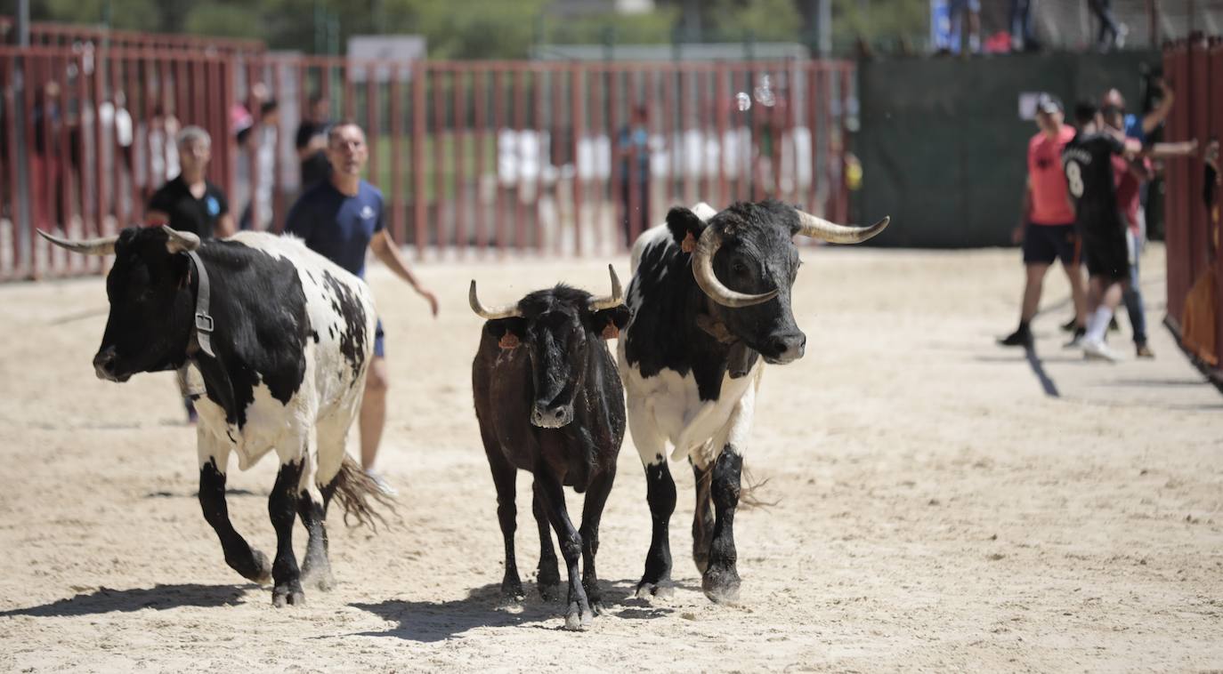 La mañana festiva y taurina de Viana de Cega, en imágenes