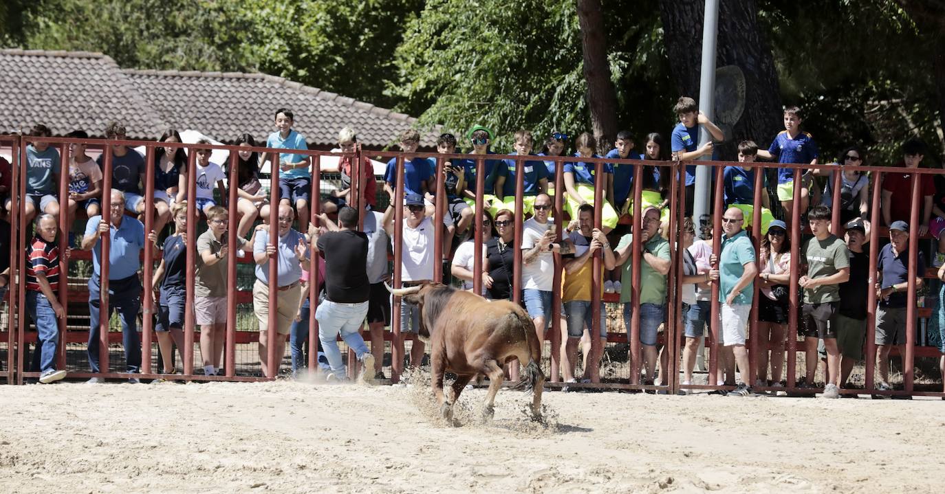 La mañana festiva y taurina de Viana de Cega, en imágenes