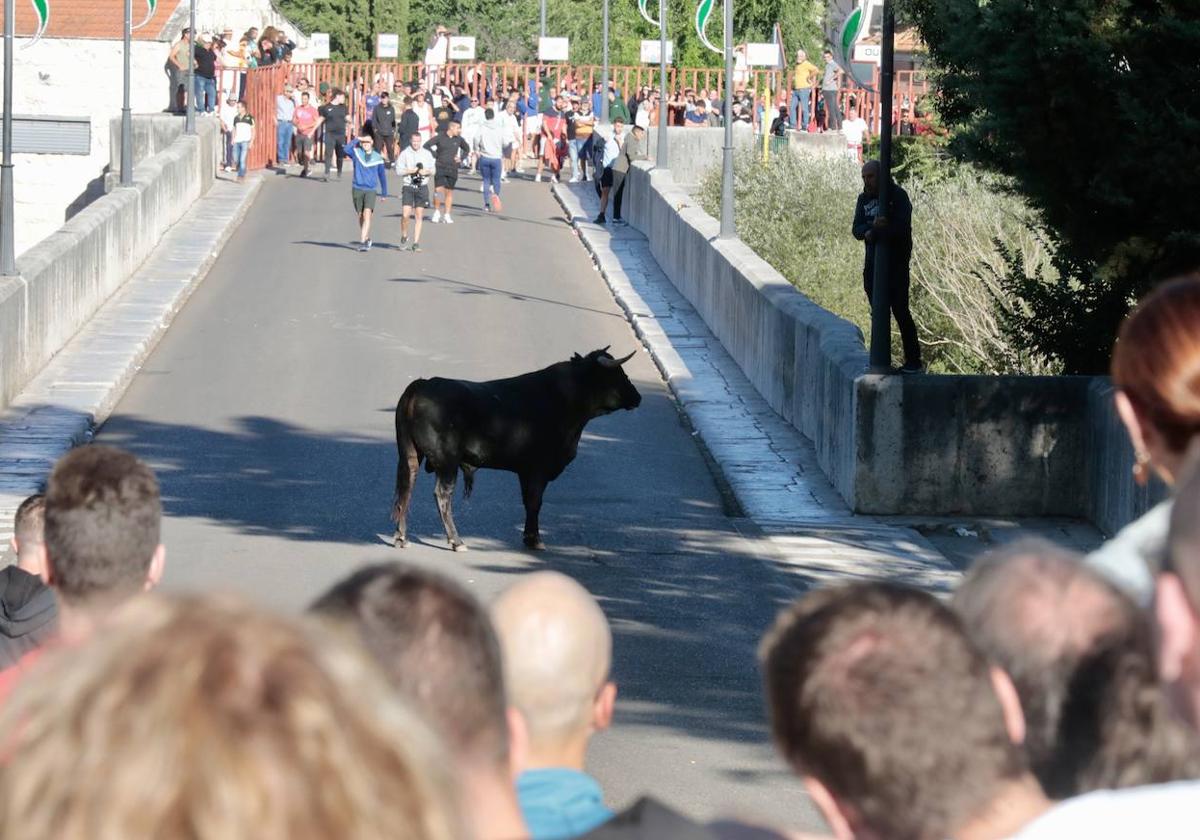 Toro del Alba en Tudela de Duero.