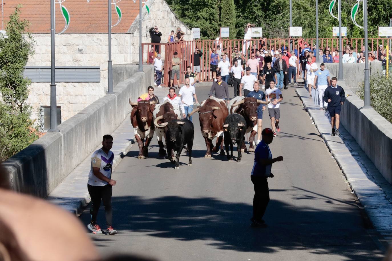 El Toro del Alba de Tudela de Duero, en imágenes