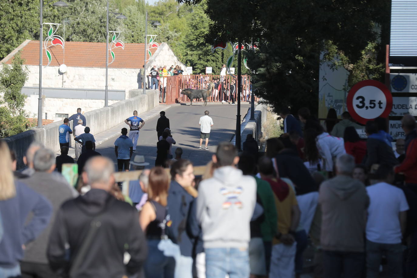 El Toro del Alba de Tudela de Duero, en imágenes