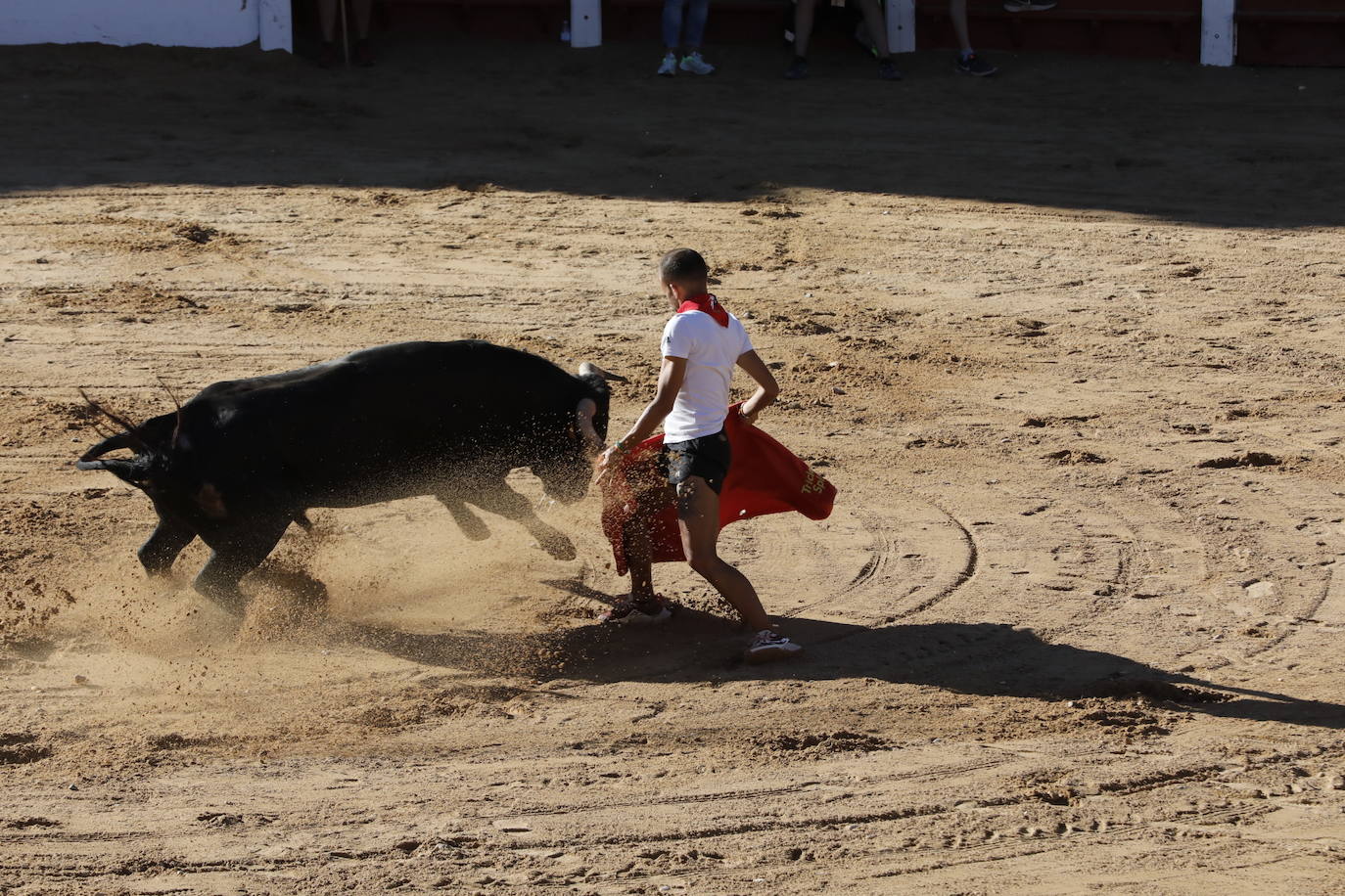 La mañana taurina de Peñafiel, en imágenes