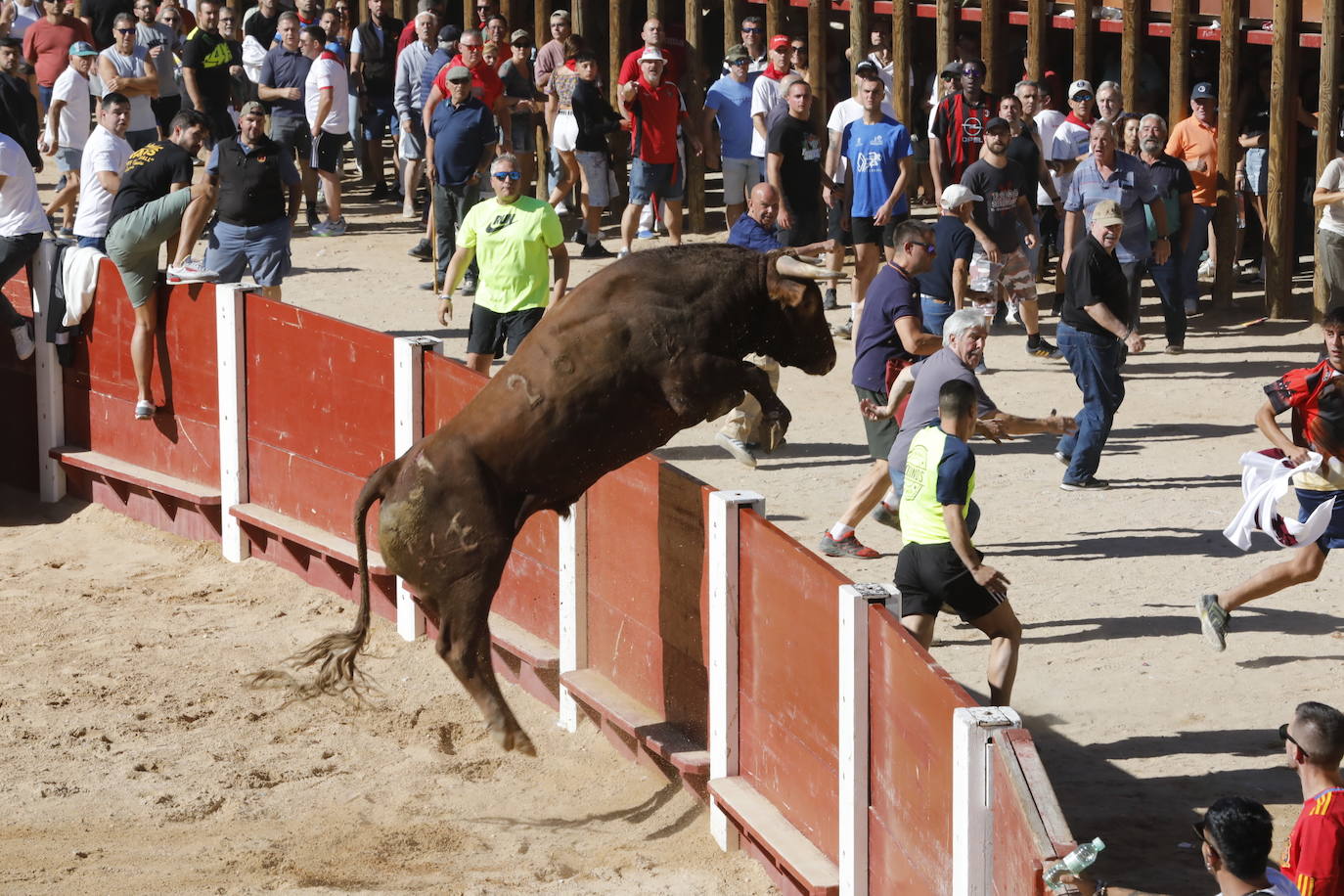 La mañana taurina de Peñafiel, en imágenes