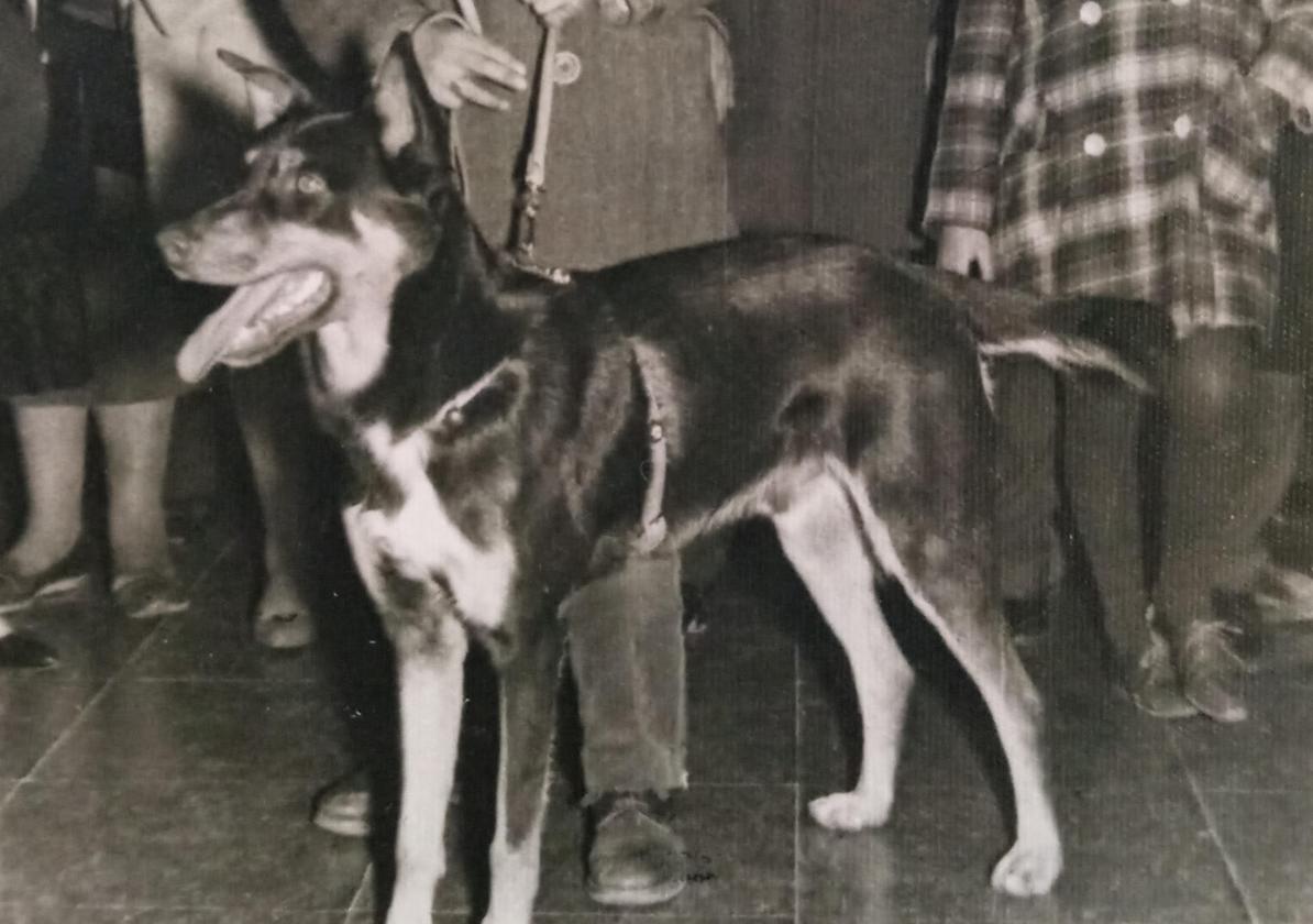 Imágen del día del homenaje al perro.