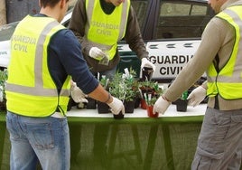 Agentes de la Guardia Civil incautan una plantación de marihuana en la provincia de Segovia.