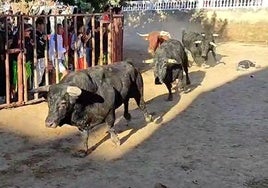 El joven ha quedado tendido en el suelo tras ser embestido en el encierro de Roa, en Burgos.