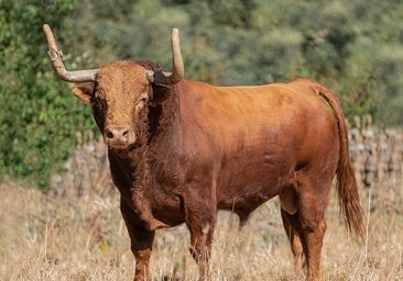 Tordesillas ya tiene Toro de la Vega 2024