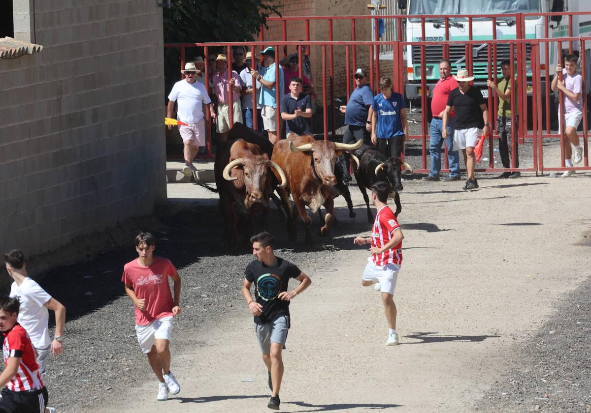 Encierro del sábado en Pollos