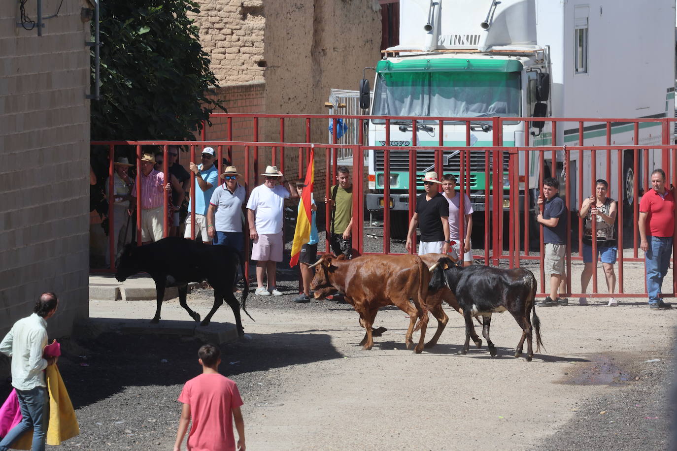 Encierro del sábado en Pollos