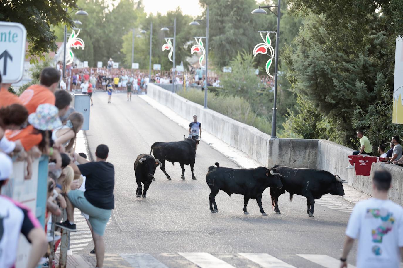 Las imágenes del encierro de Tudela de Duero del sábado