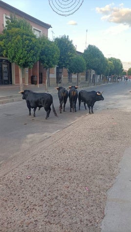 Los astados por las calles de Pollos.