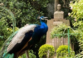 Un pavo real se pasea ante el busto de Nuñez de Arce en el Campo Grande.