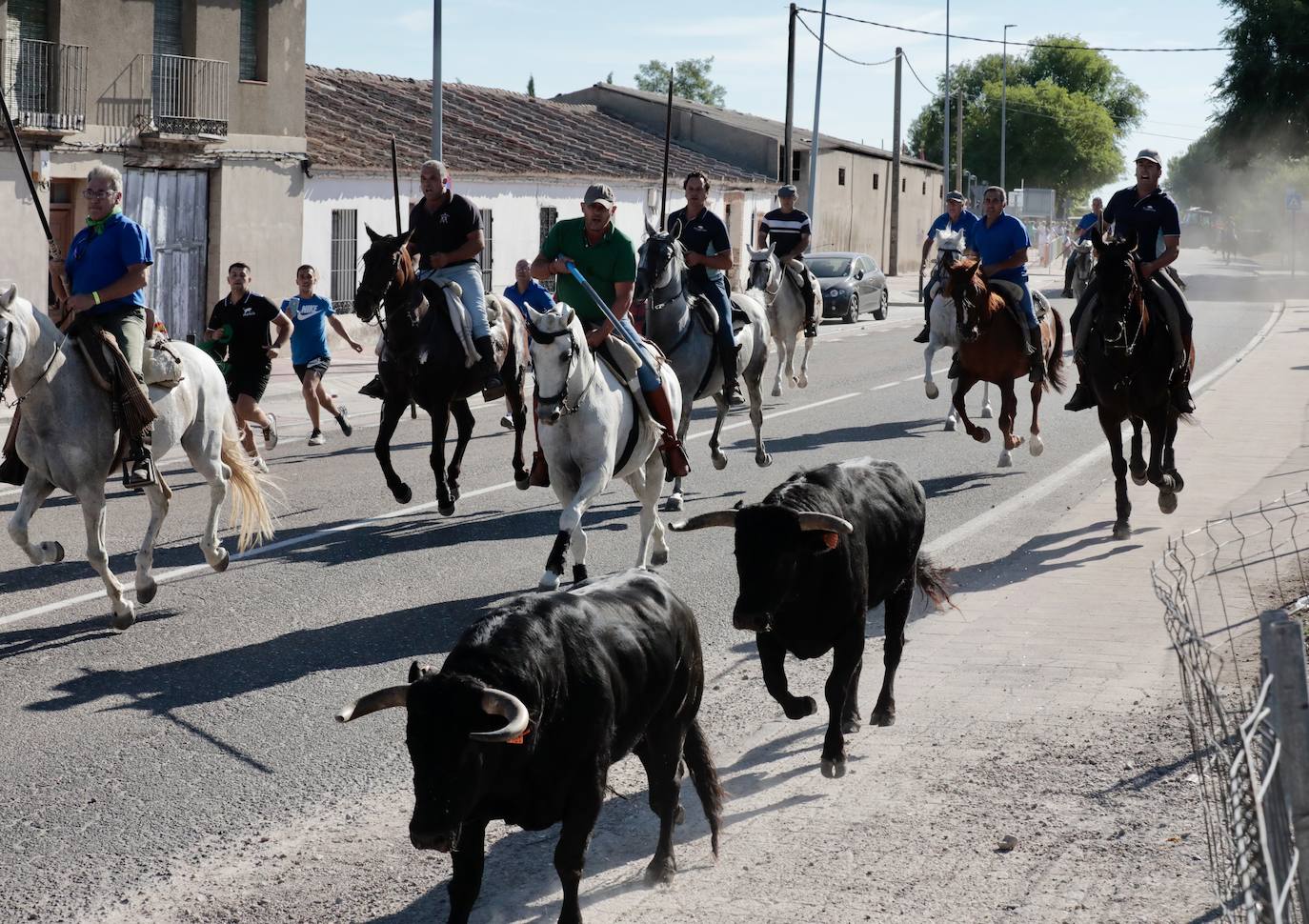 Encierro campero en Tudela de Duero