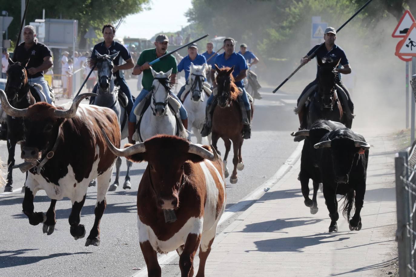 Encierro campero en Tudela de Duero