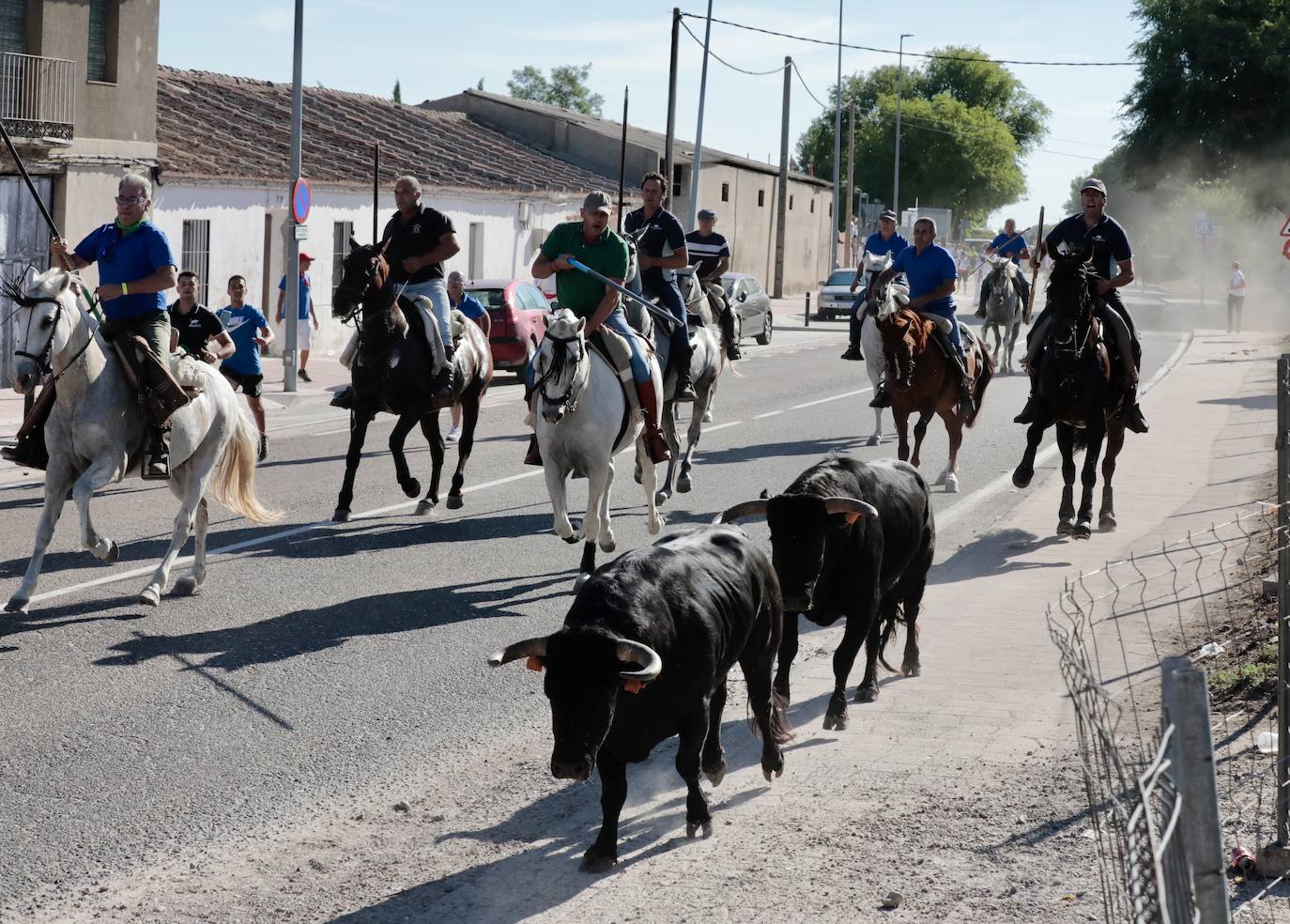 Encierro campero en Tudela de Duero